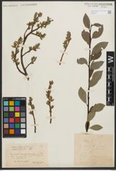 Foto von Salix phylicifolia L.